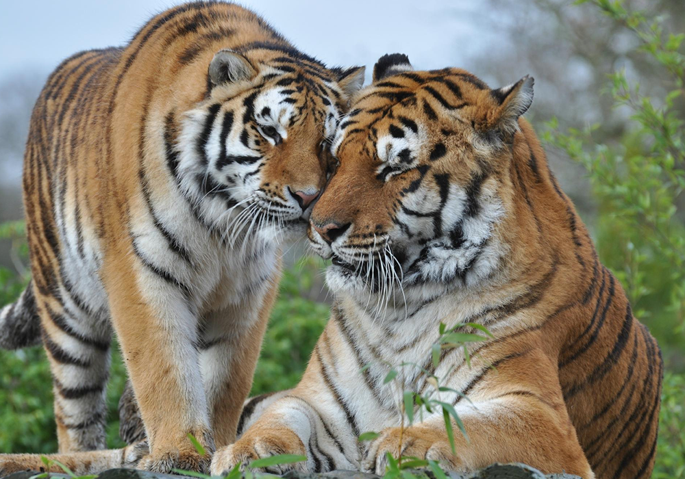 Paradise Wildlife Park - A1 Taxis